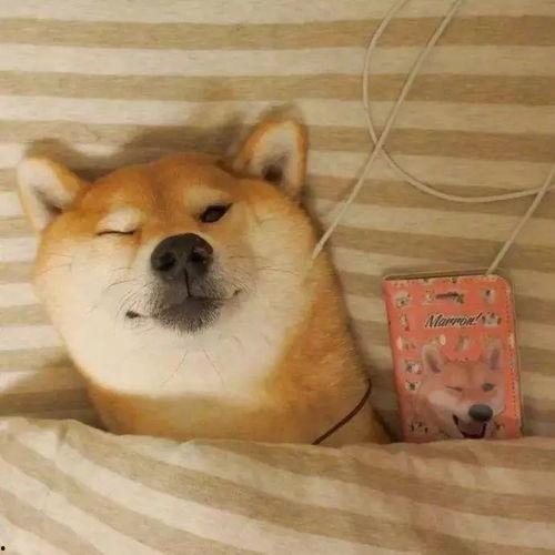 网红吃瓜狗子图片高清大图,高清大图带你领略萌宠魅力